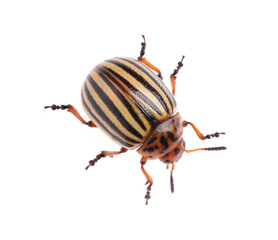 One colorado potato beetle isolated on white