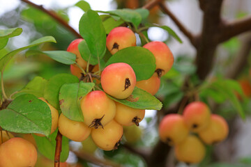Ripe Begonia fruit on the branch, North China