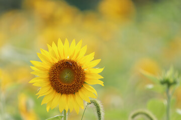 field of sunflowers