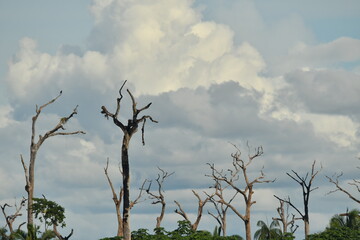 daed tree in the clouds