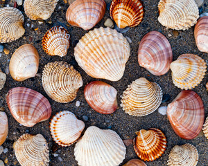 collection of sea shells on wet sand beach, natural pattern background