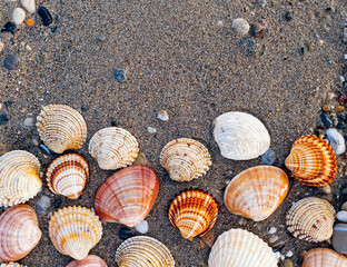 collection of seashells on wet sand beach as a natural pattern background, space for your text