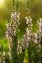 Bright, beautiful, lilac-pink bunch of common heather Calluna vulgaris, in the forest, on a blurred background. Vertical shot.