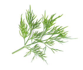 Sprig of fresh dill isolated on white, top view
