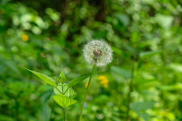 Dandelion in the forest on a green background