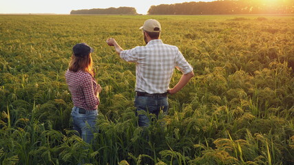 Man and woman farmers communicate while standing in a ripening millet field at sunset