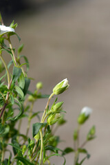 Mountain sandwort