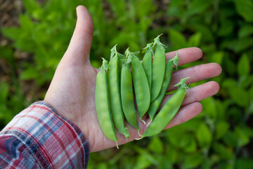 Selbstversorger mit eigener Ernte in der Hand: Saftige, grüne Zuckerschoten
