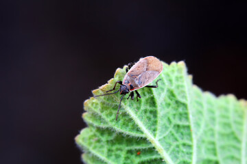 Bugs on green leaves, North China