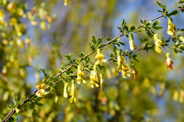 Chinese Pea Shrub