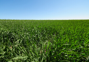 Campos de trigo verde en Castilla, Burgos