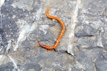 Centipedes crawling on rocks, North China