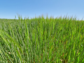 Fototapeta premium Campos de trigo verde en Castilla, Burgos