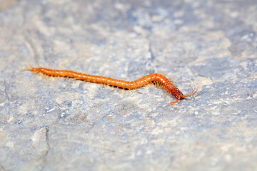 Centipedes crawling on rocks, North China