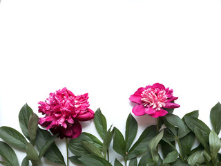Obraz premium Flowers composition. Frame made of green leaves and pink peonies on white background. Wedding day, mothers day and womens day concept. Flat lay, top view.