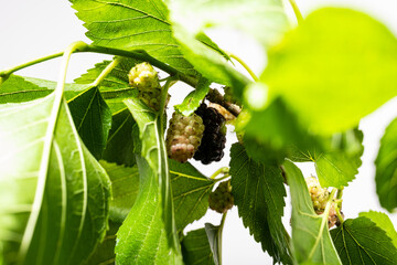 unripe mulberry berries and leaves on white background isolated