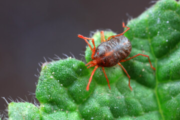 A tick mite in green leaves, North China