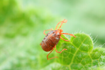 A tick mite in green leaves, North China