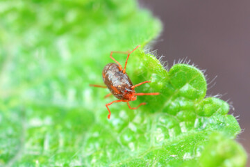 A tick mite in green leaves, North China
