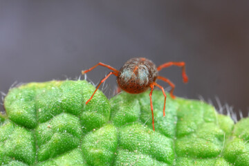 A tick mite in green leaves, North China