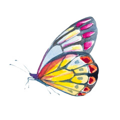 Fototapeta na wymiar beautiful pink butterfly,watercolor,isolated on a white