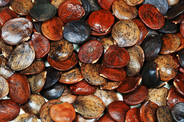 Close up photos of the seeds of Wisteria in legume