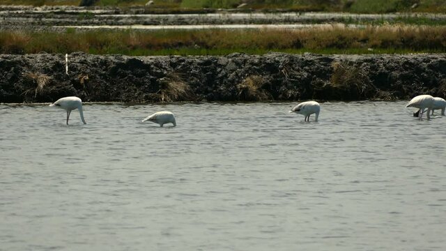 Bando de flamingos comuns ou rosados, da esp&eacute;cie Phoenicopterus roseus, a alimentarem-se de crust&aacute;ceos numa salina da ria de Aveiro em Aveiro