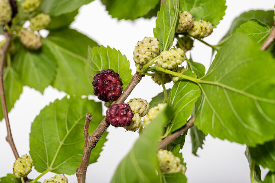 unripe mulberry berries and leaves on white background isolated