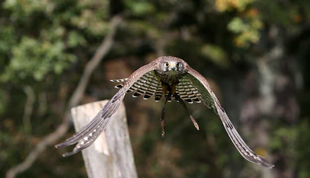 Flying Falcon in an animal park