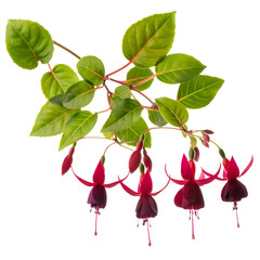 blooming red fuchsia flower is isolated on white background