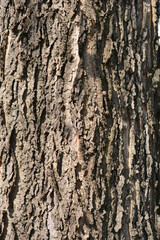 Common hackberry