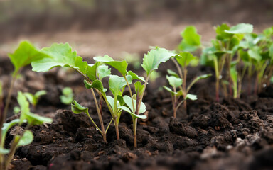 A row of young radish sprouts with leaves. Agricultural field with vegetables. Selective focus.