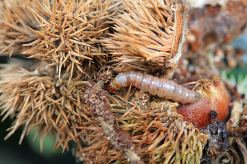 Pests damage chestnut fruits, North China