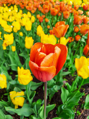 Fototapeta premium Tulips in the flowerbed