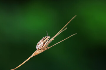Bedbugs inhabit wild plants in North China