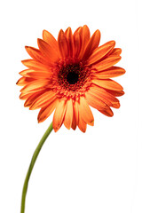orange gerbera flower on white background isolated