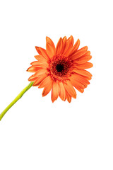 orange gerbera flower on white background isolated