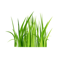 Fototapeta na wymiar Green spring grass. Isolated on white background. Vector illustration.