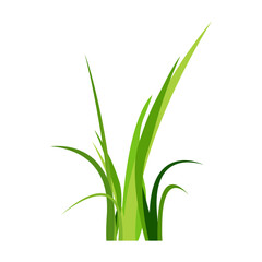 Green spring grass. Isolated on white background. Vector illustration.