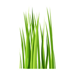 Green spring grass. Isolated on white background. Vector illustration.