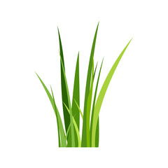 Green spring grass. Isolated on white background. Vector illustration.