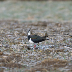 Kiebitz auf dem Feld am Morgen 