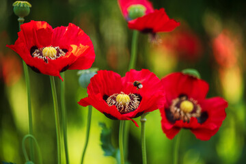 Obraz premium Dunkel roter Klatschmohn mit Insekt der Hummel