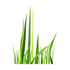Fototapeta premium Green spring grass. Isolated on white background. Vector illustration.