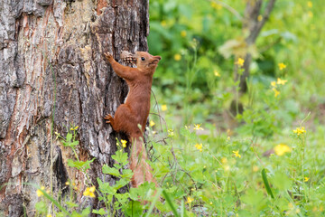 Curious red squirrel peeking behind the tree trunk holding pine cone in mouth