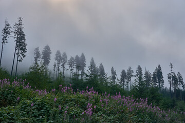 Nebeliger Wald mit Blumen im Vordergrund