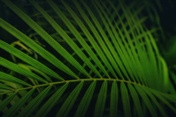 Obraz premium Dypsis lutescens concept, butterfly palm green abstract texture with, natural background, tropical leaves in Asia and Phuket Thailand.