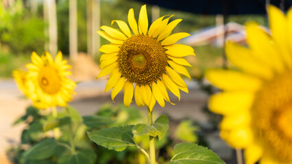 Sunflower natural background. Sunflower blooming. Close-up of sunflower. in Thailand
