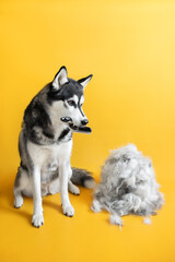 husky dog grooming on yellow background molt season © Krystsina