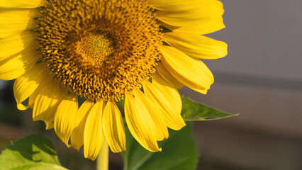 Obraz premium Sunflower natural background. Sunflower blooming. Close-up of sunflower. in Thailand